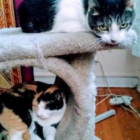 Oak Park Animal Hospital Ltd ico