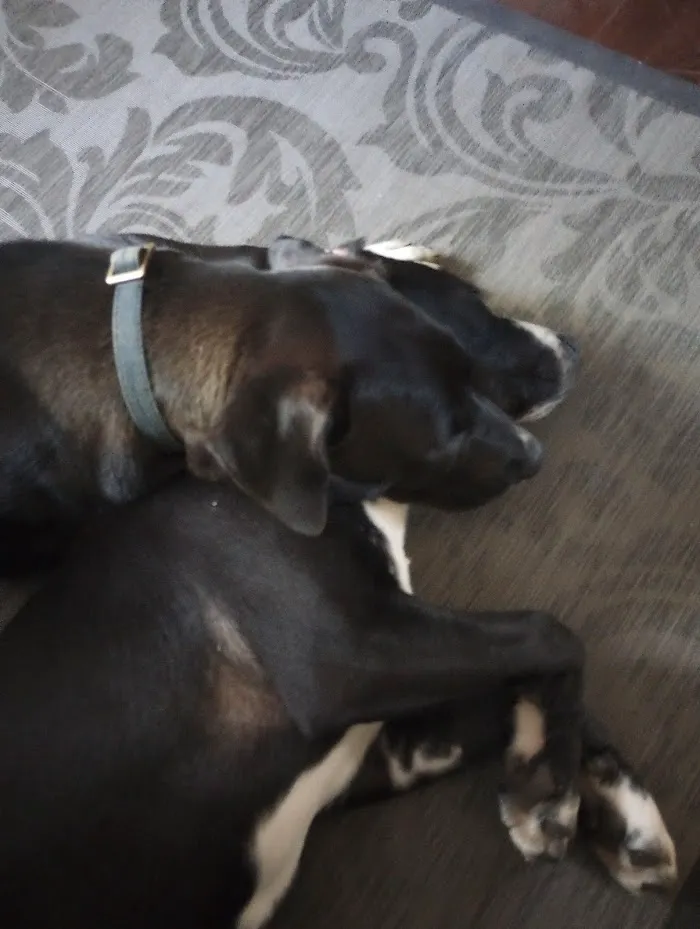 Broadview Animal Hospital 12