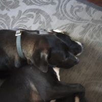 Broadview Animal Hospital ico