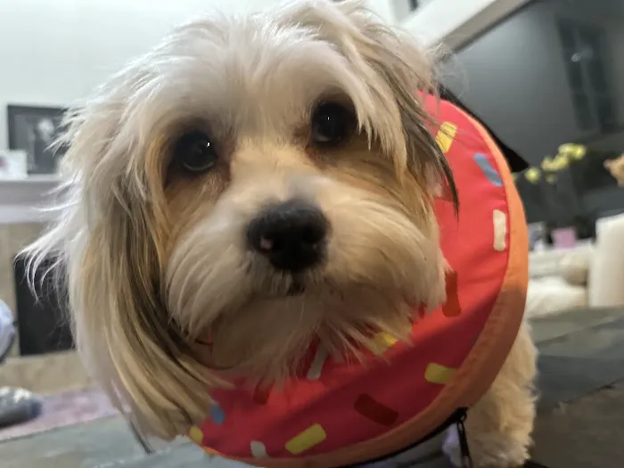 Broadview Animal Hospital 12
