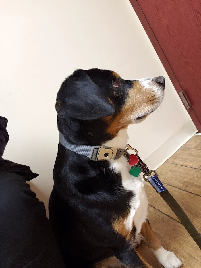 Melrose Park Animal Hospital - IMMEDIATE CARE - 8