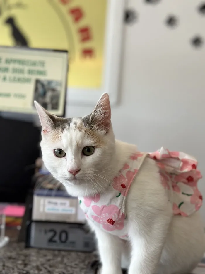 Melrose Park Animal Hospital - IMMEDIATE CARE - 6