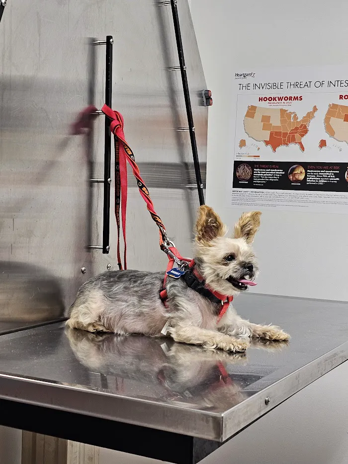 Melrose Park Animal Hospital - IMMEDIATE CARE - 9