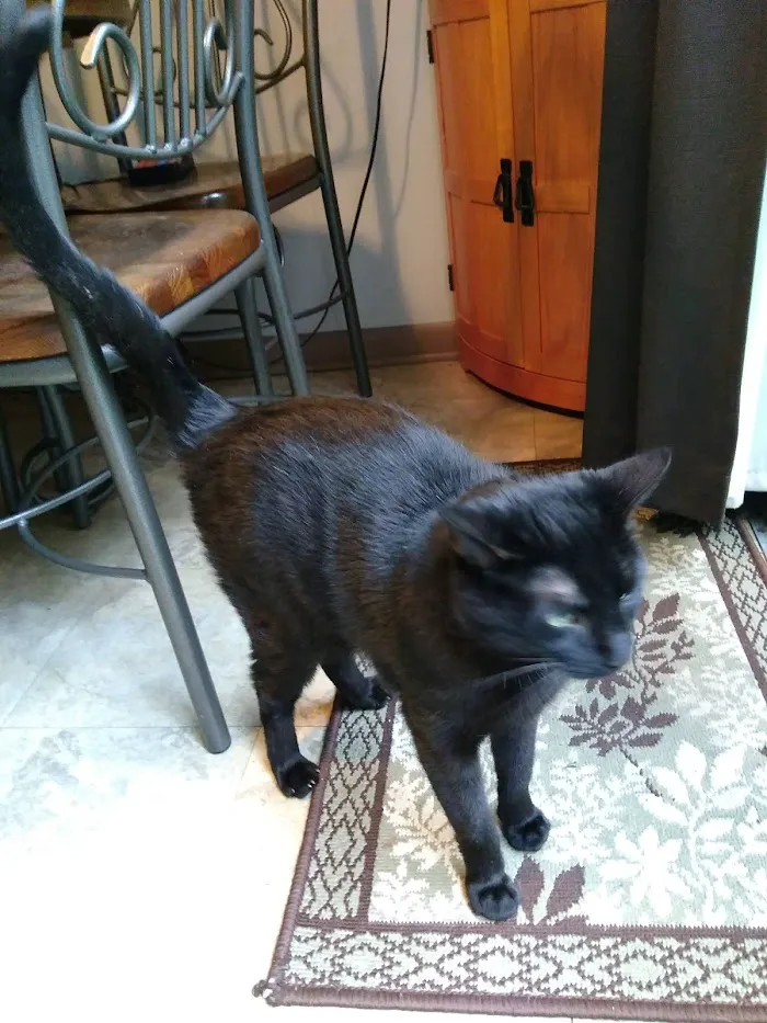 Green Paws Veterinary Care 12