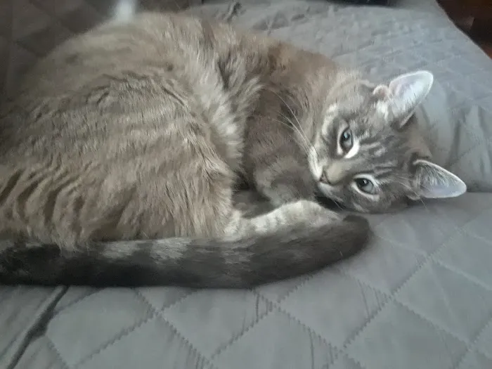 Green Paws Veterinary Care 12