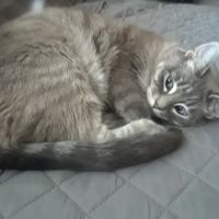 Green Paws Veterinary Care ico