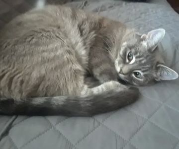 Green Paws Veterinary Care