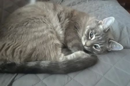Green Paws Veterinary Care