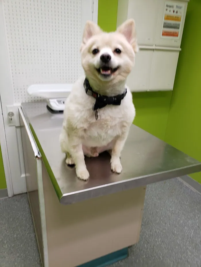 Green Paws Veterinary Care 12
