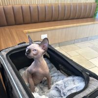 River Forest Animal Hospital ico