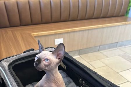 River Forest Animal Hospital