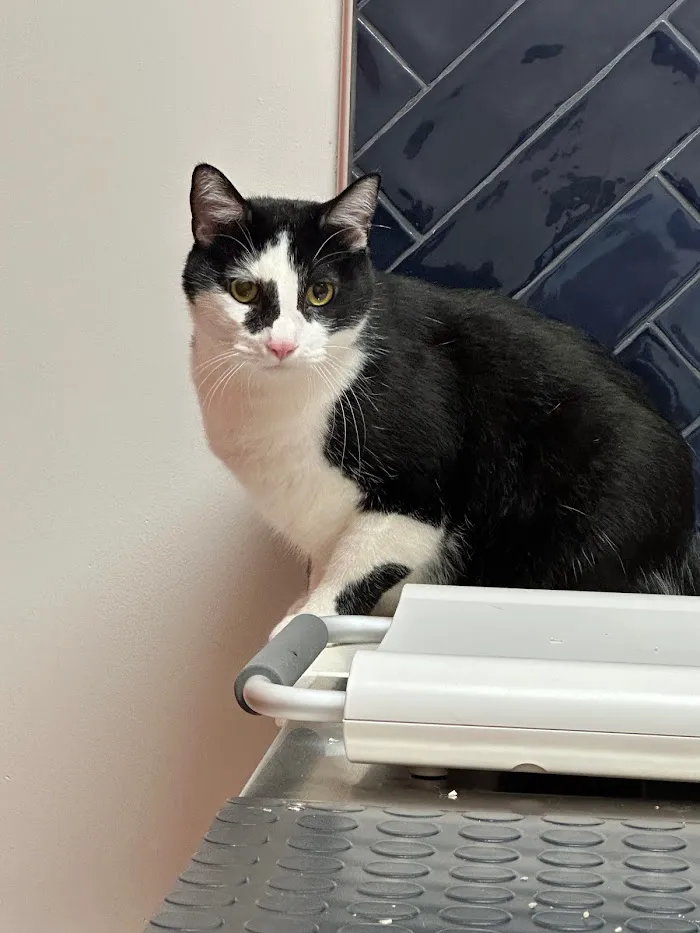 River Forest Animal Hospital 12
