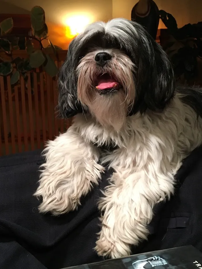 River Forest Animal Hospital 12