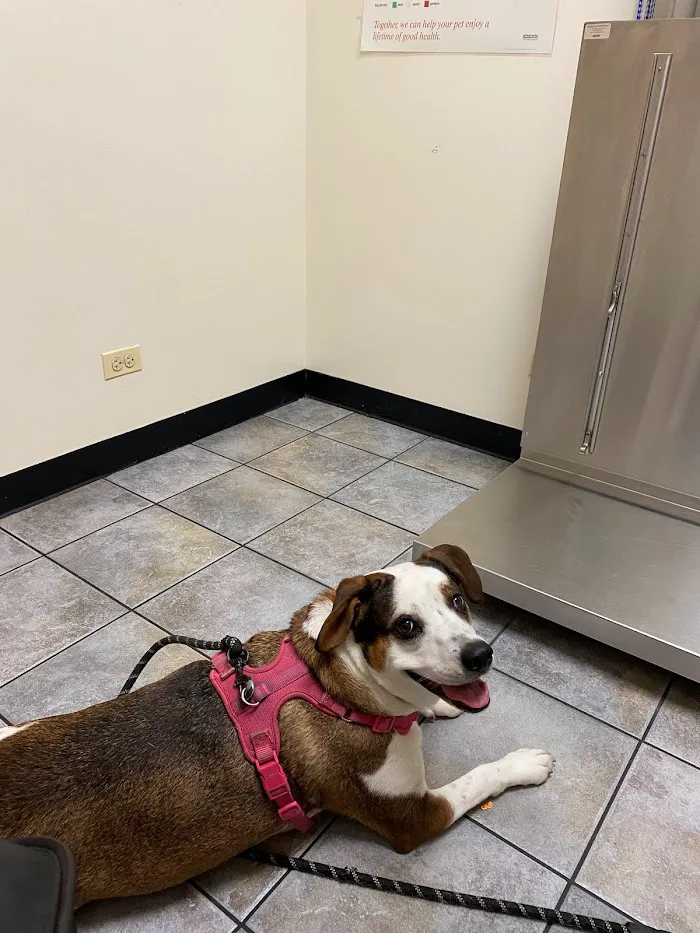 River Forest Animal Hospital 12