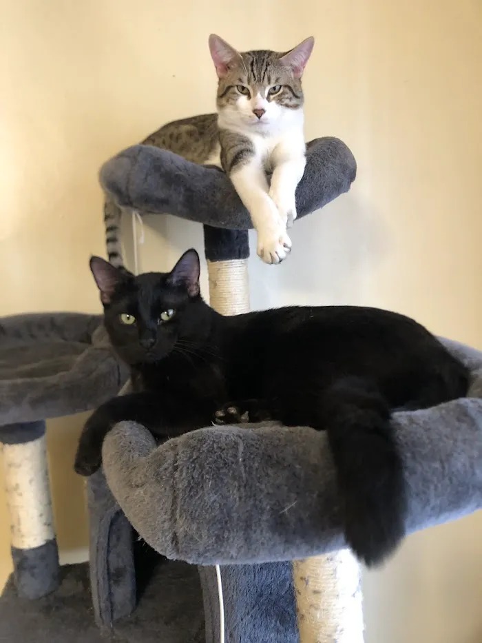 Vetco Total Care Animal Hospital 12