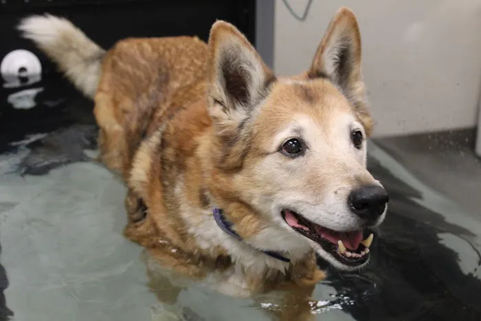 PetVets Animal Hospital 12