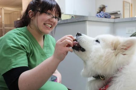 PetVets Animal Hospital