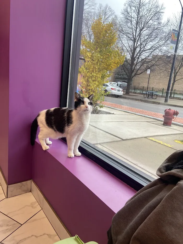 Precious Bond Animal Hospital 12
