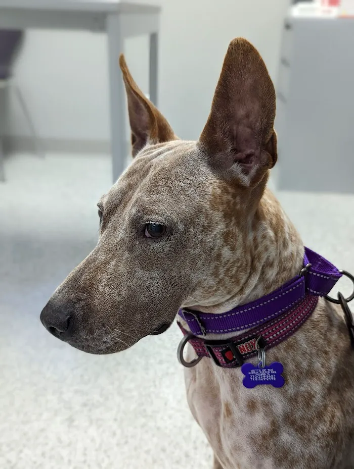 Shelter Veterinary Solutions 12