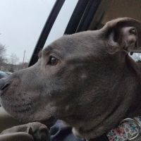Shelter Veterinary Solutions ico