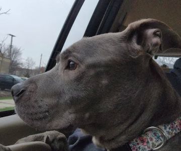 Shelter Veterinary Solutions