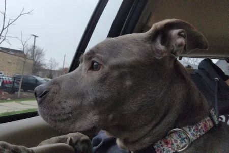 Shelter Veterinary Solutions