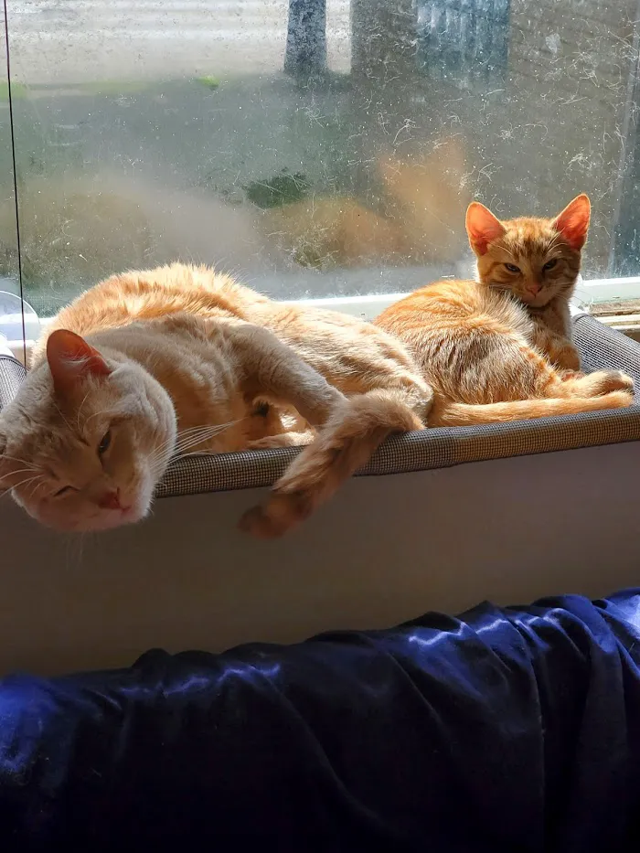 Tree House Veterinary Wellness Center 12