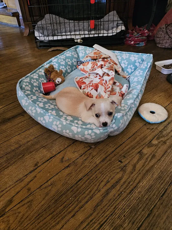 Tree House Veterinary Wellness Center 12