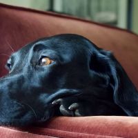 Chicago Veterinary Geriatrics ico