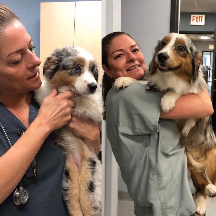 Companion Animal Hospital Wicker Park 12