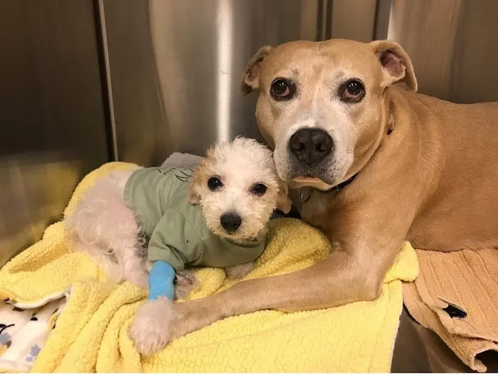 Companion Animal Hospital Wicker Park 12