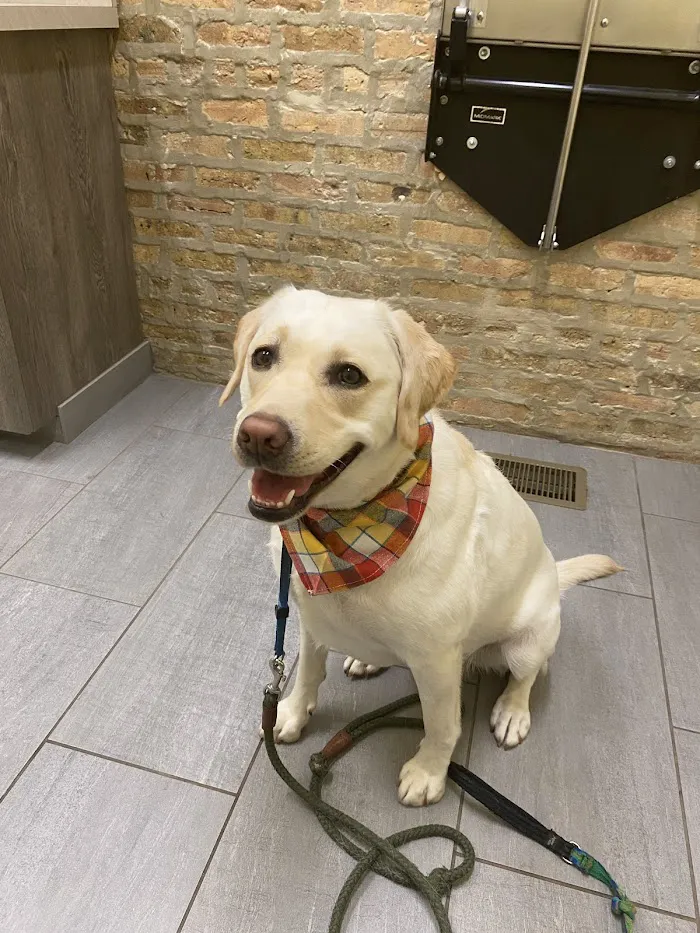 Companion Animal Hospital Wicker Park 12