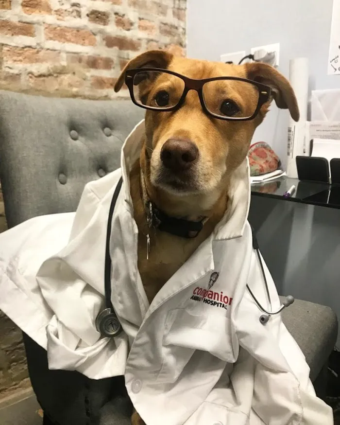 Companion Animal Hospital Wicker Park 12
