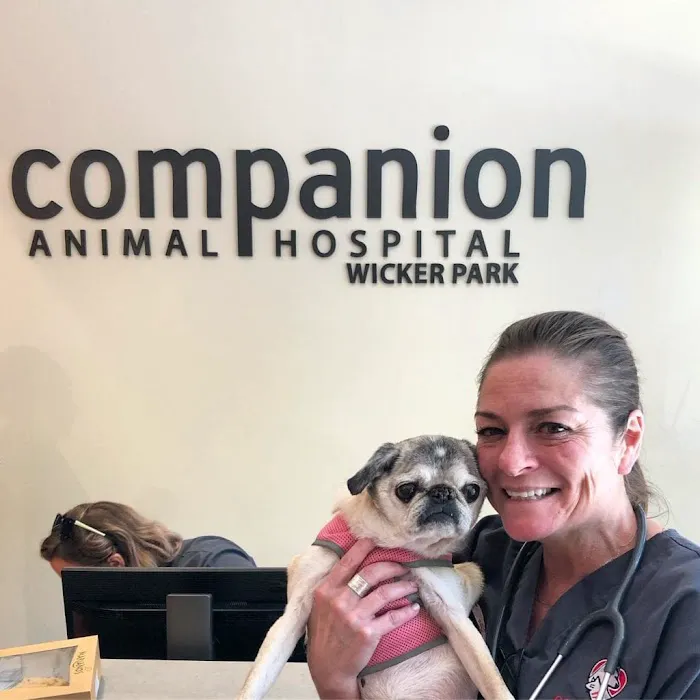 Companion Animal Hospital Wicker Park 12