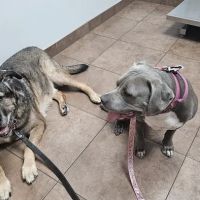 VIP Petcare ico