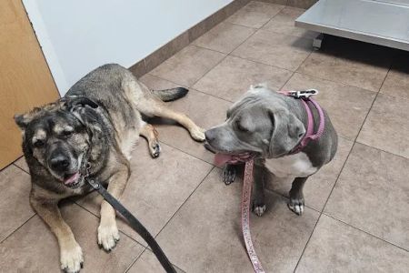 VIP Petcare