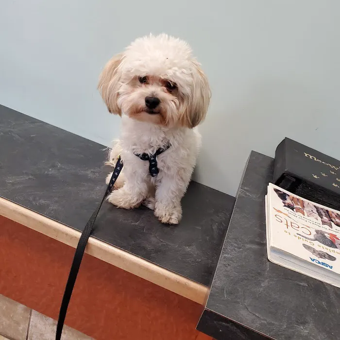 Uptown Animal Hospital: Tyler Kathryn DVM 12