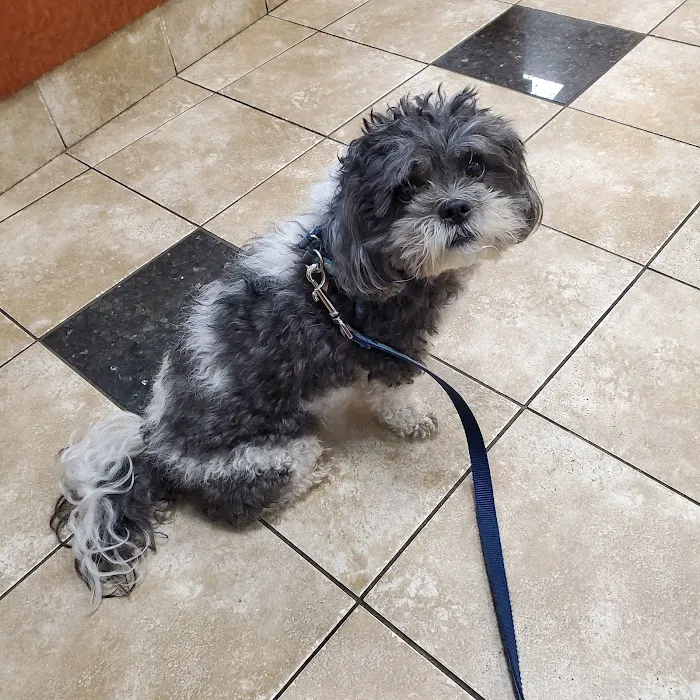 Uptown Animal Hospital: Tyler Kathryn DVM 12