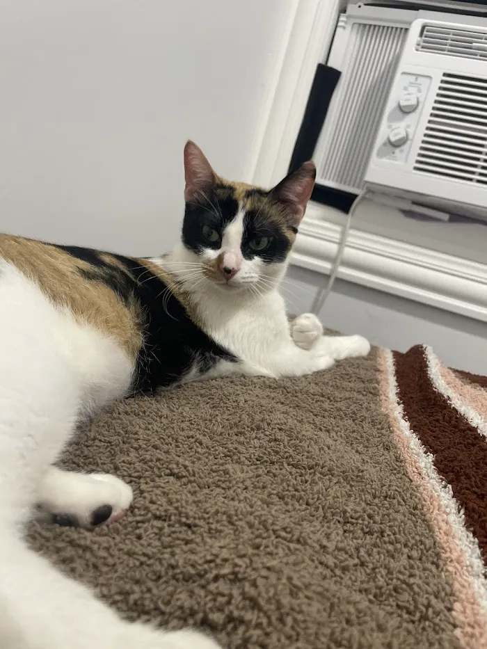 Dunkin Veterinary Hospital 4