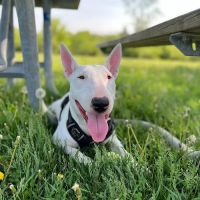 Dunkin Veterinary Hospital ico