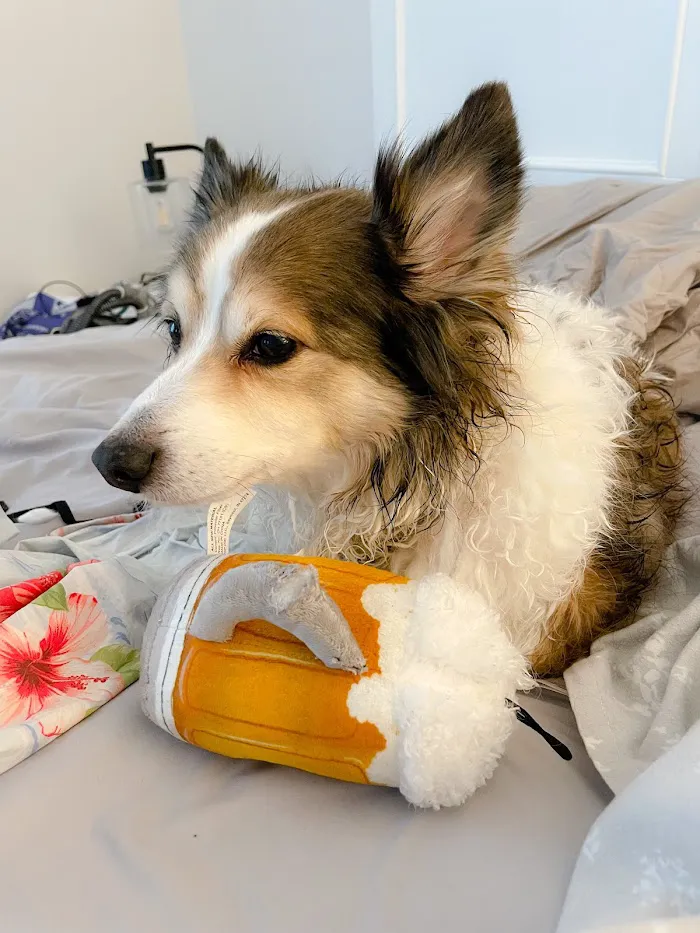Lincoln Square Animal Hospital 6