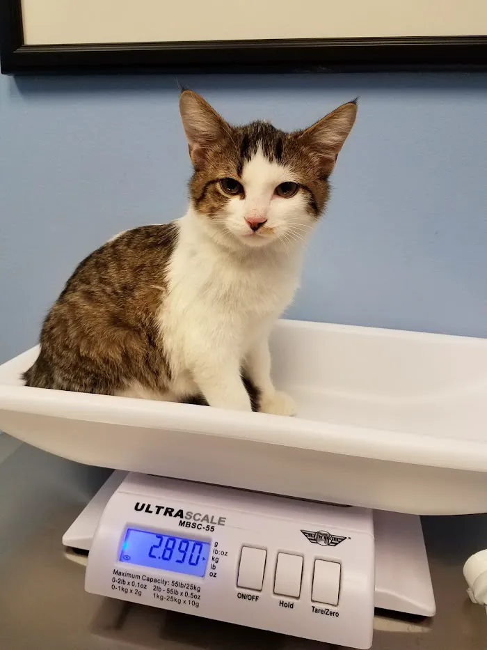 Lincoln Square Animal Hospital 2