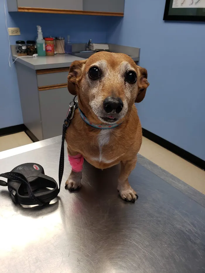 Lincoln Square Animal Hospital 7