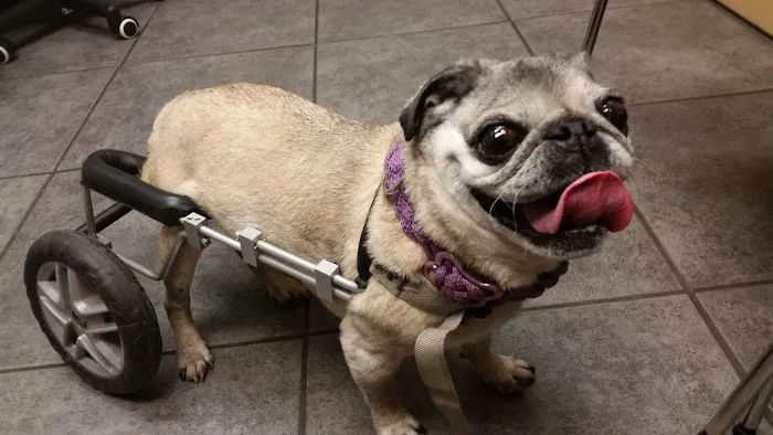 Roscoe Village Animal Hospital 12