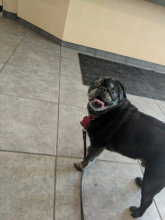 Roscoe Village Animal Hospital 12