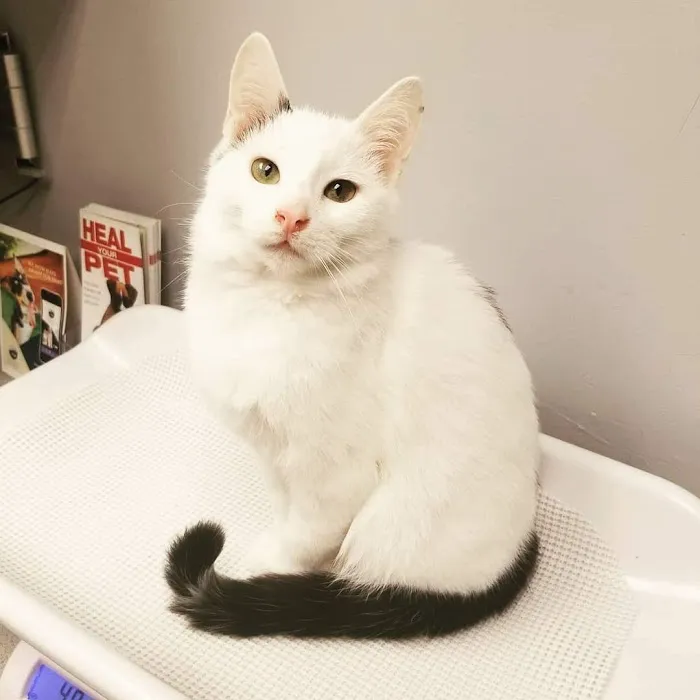 Roscoe Village Animal Hospital 12