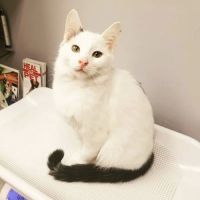 Roscoe Village Animal Hospital ico