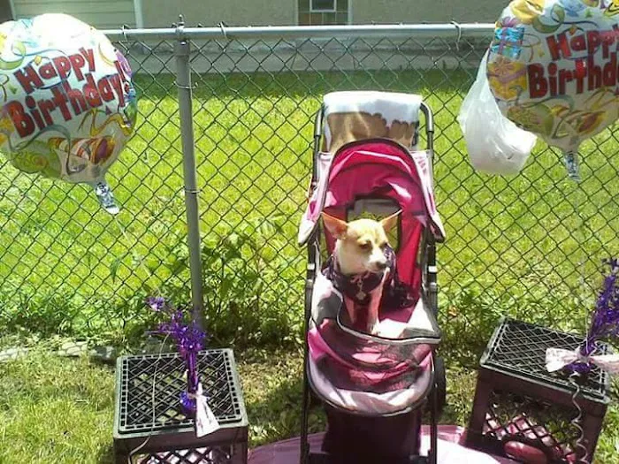 Delta Animal Hospital 12