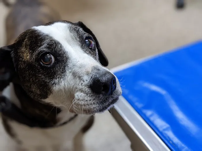 McKillip Animal Hospital 7