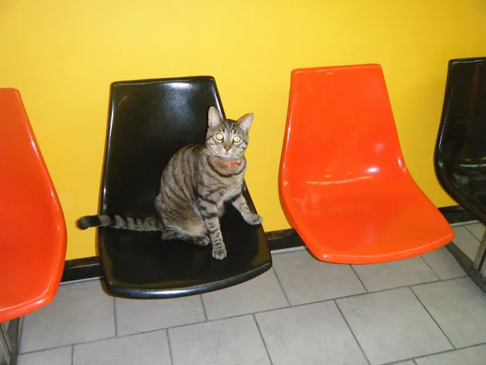 Chicago Pet Clinic 12